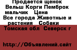 Продается щенок Вельш Корги Пемброк мальчик › Цена ­ 65 000 - Все города Животные и растения » Собаки   . Томская обл.,Северск г.